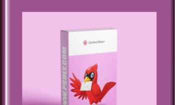 Creative Email Marketing - Cardinal Mason