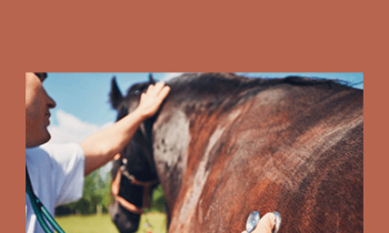CPD - Equine Mini Bundle