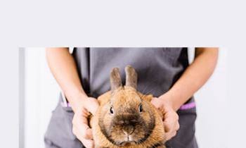 CPD - Exotics Mini Bundle