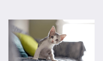 CPD - Feline Mega Bundle