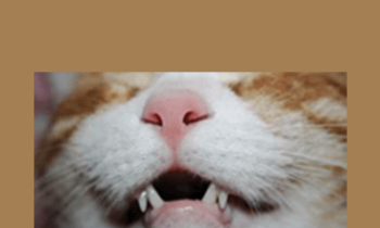 CPD - MS079 – Feline Dentistry Mini-Series