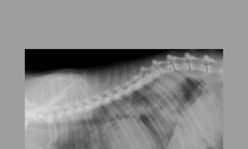 CPD - MS084 – Feline Cardiology Mini-Series