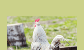 CPD - MS144 – Backyard Poultry Mini-Series