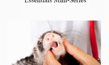 CPD - MS160 – Small Mammal Essentials Mini-Series