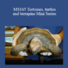 CPD - MS165 Tortoises