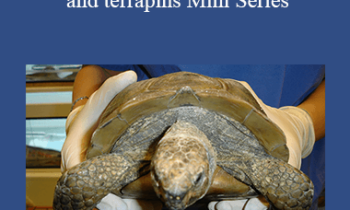 CPD - MS165 Tortoises
