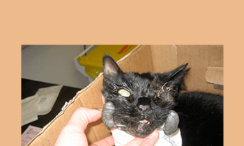 CPD - MS169 Feline Orthopaedics Mini Series