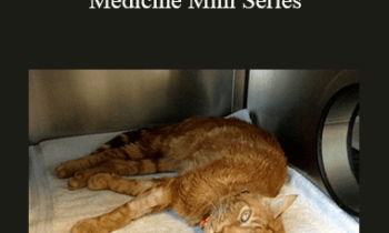CPD - MS172 Feline Geriatric Medicine Mini Series