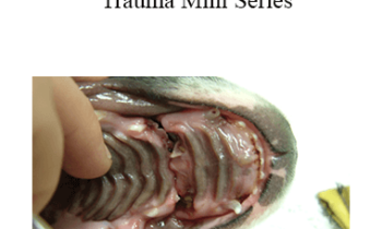 CPD - MS182 Orofacial Trauma Mini Series