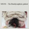 CPD - MS196 – The Brachycephalic patient