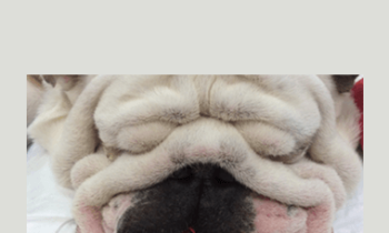 CPD - MS196 – The Brachycephalic patient