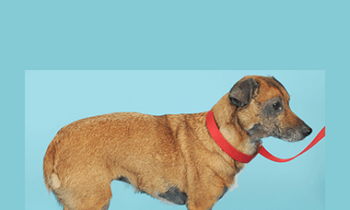 CPD - MS222 – GP Refresh- Dermatology