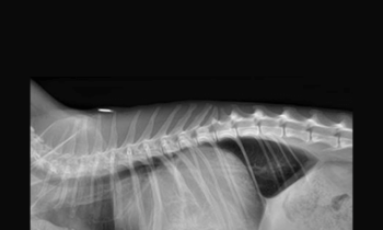 CPD - MS223 – GP Refresh- Radiology