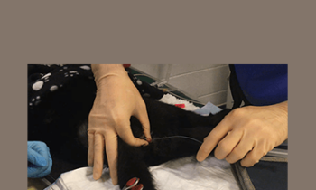 CPD - MS224 – GP Refresh- Medicine