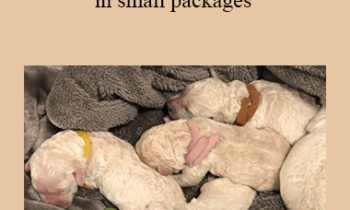 CPD - MS227 – Good things come in small packages; approach to neonatal and paediatric emergencies