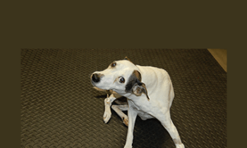 CPD - MS229 – GP Refresh – Neurology