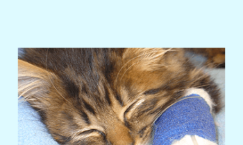 CPD - MS233 – GP Refresh- Feline Urology