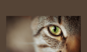 CPD - Ophthalmology Mini Bundle