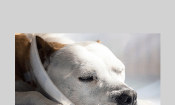 CPD - Orthopaedics Mini Bundle