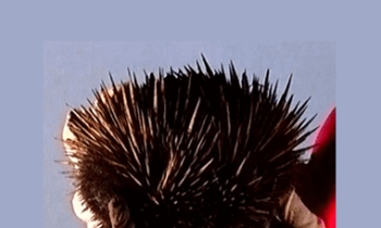 Erle Montaigue - MTG45 - Bagua Essentials Vol 5