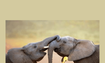 Tamra Oviatt - Helping Hand