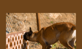 Scent For Six  -  Nando