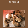 The Puppy Lab  -  Nando