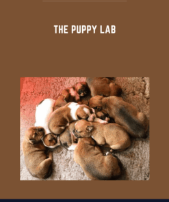 The Puppy Lab  -  Nando