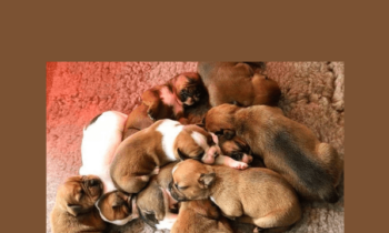 The Puppy Lab  -  Nando