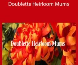 Amity Katharine Libby – Doublette Heirloom Mums