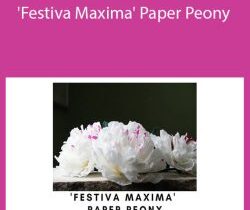 Amity Katharine Libby – ‘Festiva Maxima’ Paper Peony
