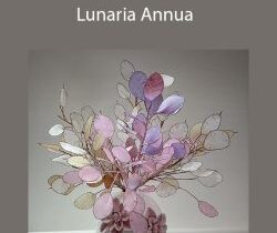 Janita Court – Lunaria Annua