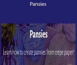 Janita Court – Pansies