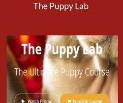 Nando, Jo-Rosie & Dean – The Puppy Lab