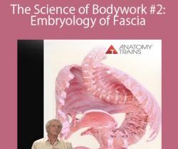 Tom Myers – The Science of Bodywork #2: Embryology of Fascia